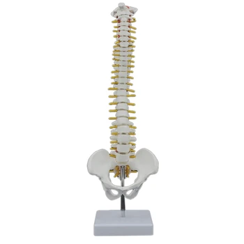 45CM Човешки гръбначен стълб с тазов модел Човешка анатомична анатомия Модел на гръбначния стълб Модел на гръбначния стълб + стойка Fexible