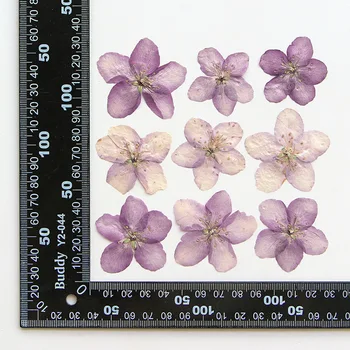 60pcs Пресовани сушени Malus spectabilis цвете хербарий за смола епоксидни бижута карта маркер рамка телефон случай лицето грим лампа